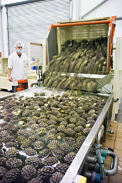 Pineapple Cleaning