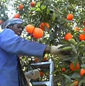 Orange Picker